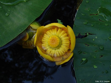 Foto 2: bloem